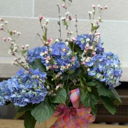 Fancy Blue Hydrangea