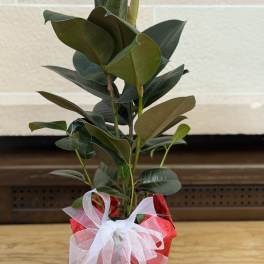 Potted rubber plant wrapped in red paper with a white bow