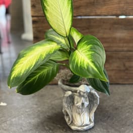 Potted green variegated plant in a decorative angel planter