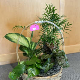 Basket of assorted green houseplants with a handle