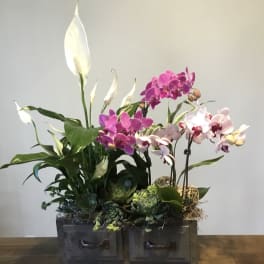 Orchid and peace lily arrangement in a dark wooden box planter