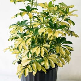 Variegated potted plant with yellow and green leaves in a black nursery pot