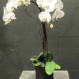 White orchid arrangement in a black pot with green leaves