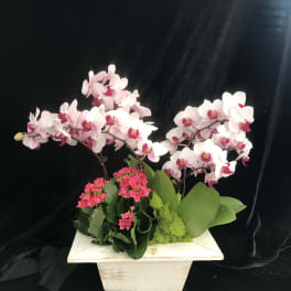 Pink orchid arrangement in a white planter with small pink blooms