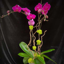 Pink orchid stems in a black pot with broad green leaves