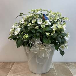 Cascading hydrangea patio plant