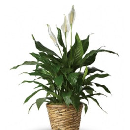 Peace Lilly plant in a basket