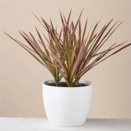 Potted plant with long red and green spiky leaves in a white planter