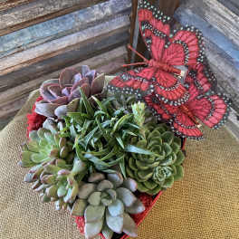 Succulent arrangement in a red container with a decorative butterfly pick