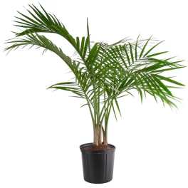 Potted palm plant with long arching fronds in a black nursery pot