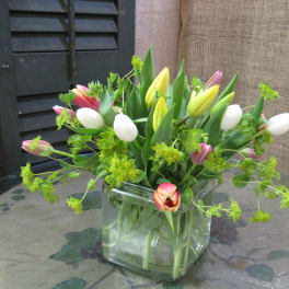 Mixed tulips arranged in a clear square glass vase