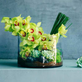 Green orchids and succulents arranged in a clear glass vase