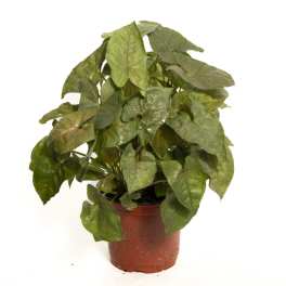 Potted green leafy plant in a plastic nursery pot