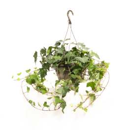 Hanging potted ivy plant in a metal hanger