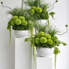 Three modern green arrangements with pompom blooms and grasses in white bowls on white pedestals