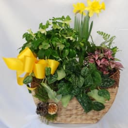 Daffodil Basket