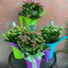Colorful Watering Can Kalanchoe