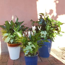 Three potted peace lilies arranged outdoors against a pink wall.