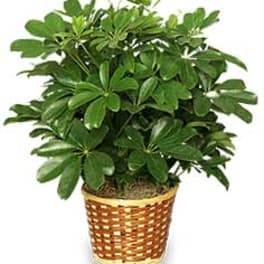 Potted green houseplant in a woven basket planter