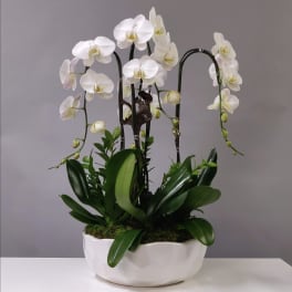 Solange Large Orchid Arrangement (Free Delivery in Miami)