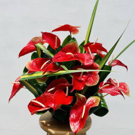 #169 Red Anthuriums mix arrangement