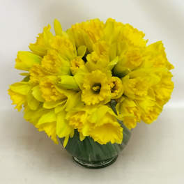 Compact arrangement of bright yellow daffodils in a round clear glass vase