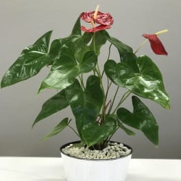 Red Anthurium Plant