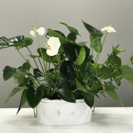Double White Anthurium Plant