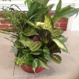 Potted leafy houseplant arrangement in a red container