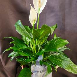 White peace lily plant with a silver ribbon in a pot