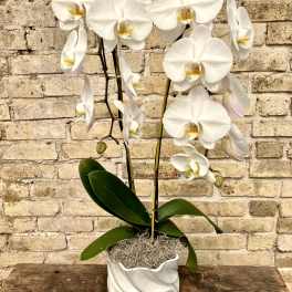 White orchid plant in a decorative white pot