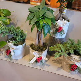 Potted holiday plants in white containers with ribbon and red berry accents