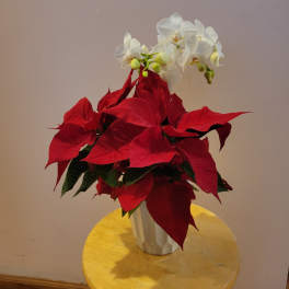 Red poinsettia arrangement with white orchids in a white vase