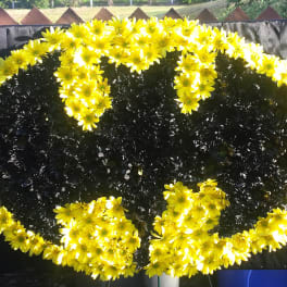 Oval floral tribute with yellow daisies on a dark background