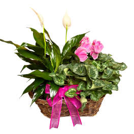 Basket planter with peace lily and pink flowering plant accented with a bright pink bow