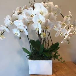 White orchid arrangement in a square white planter