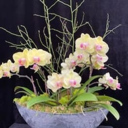 Potted orchid arrangement with pale yellow blooms and pink centers