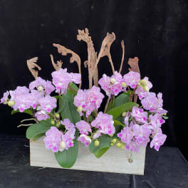 Pink orchid arrangement in a rectangular wooden planter