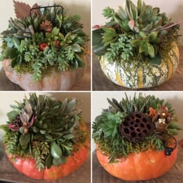 Succulent arrangements in decorative pumpkin containers with fall accents