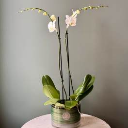 White phalaenopsis orchid plant with two tall blooming stems in a low glass pot
