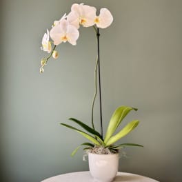 Potted white orchid plant with arching blooms in a white ceramic container
