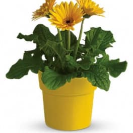 Rainbow Rays Potted Gerbera - Yellow