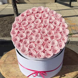 50 Preserved Roses! Pink