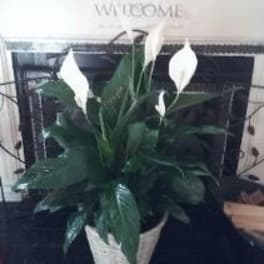 Floor size Blooming Peace Lilies