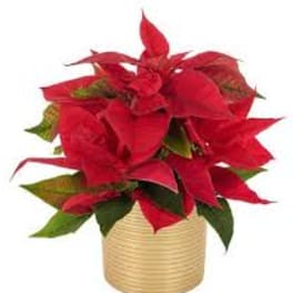 Red poinsettia plant in a gold ribbed pot