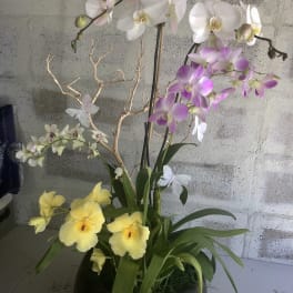 Potted orchid arrangement with white, pink, and yellow blooms