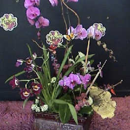 Orchid arrangement in a decorative rectangular container