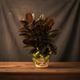 Potted rubber plant in a woven basket with a green ribbon