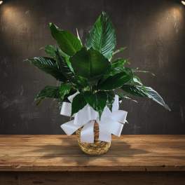 GPM Peace Lily in wicker basket with bow