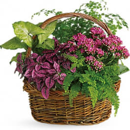 Wicker basket filled with assorted potted plants and pink flowers